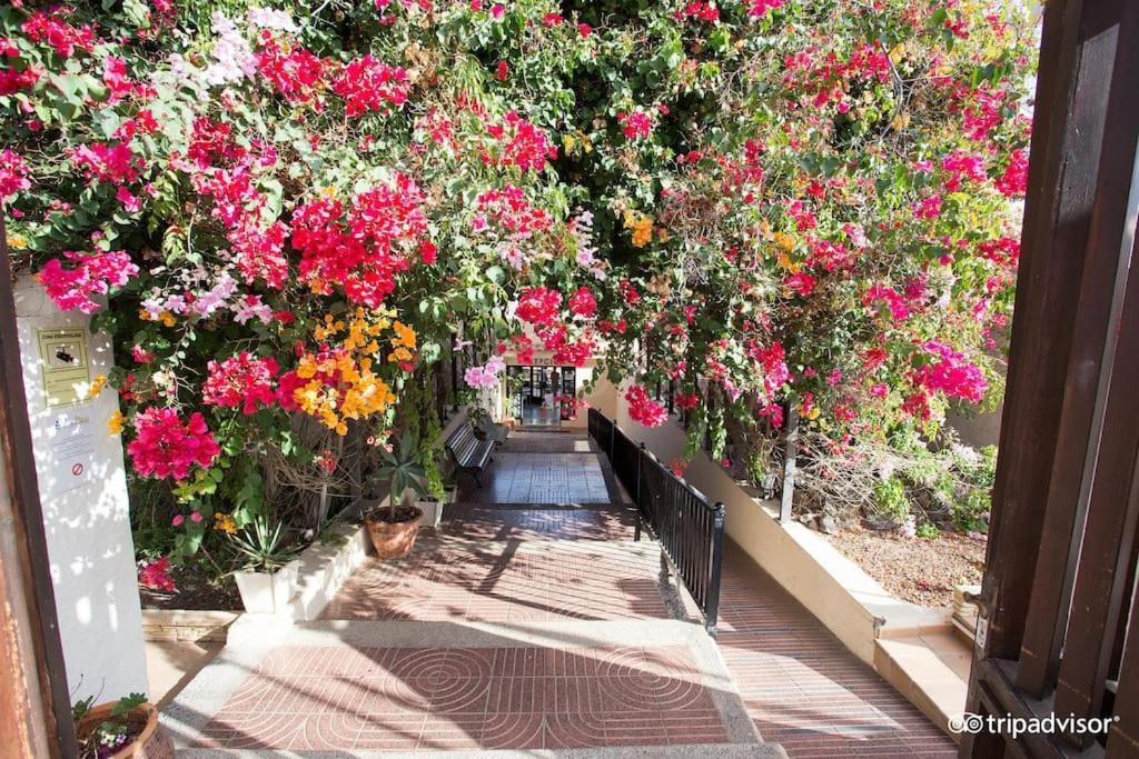 Corralejo Suite Pool & Gardens - Alisios Playa المظهر الخارجي الصورة
